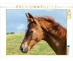 CALVENDO Puzzle Cheval sous Le Ciel Ouvert 1000 Pieces 64 x 48 cm from Margret v Conta