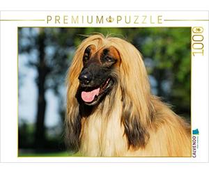 CALVENDO Puzzle Chien Afghan - Portrait de mâle 1000 Pieces 64 x 48 cm from Sista-Tierfoto