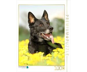 CALVENDO Puzzle Chien Berger Allemand 1000 Pieces 48 x 64 cm from Claudia Steininger
