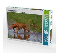 CALVENDO Puzzle Chien de Chasse Magyar Vizsla 1000 Pieces 64 x 48 cm from Barbara Mielewczyk