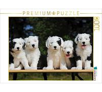 CALVENDO Puzzle Chien de rêve Bobtail - Un Adorable Petit Coquin 1000 Pieces 64 x 48 cm from Sista-Tierfoto