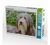 CALVENDO Puzzle Chienne Collie Barbu 1000 Pieces 64 x 48 cm from Sista-Tierfoto