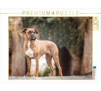 CALVENDO Puzzle Chili (Boxer) 1000 Teile Puzzle quer | 1000 Teile Lege-Größe 64x