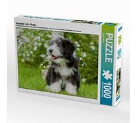 CALVENDO Puzzle Chiot Collie Barbu 1000 Pieces 64 x 48 cm from Sista-Tierfoto
