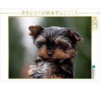 CALVENDO Puzzle Chiot Yorkshire Terrier 1000 Pieces 64 x 48 cm from Martina Berg
