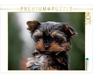 CALVENDO Puzzle Chiot Yorkshire Terrier 1000 Pieces 64 x 48 cm from Martina Berg