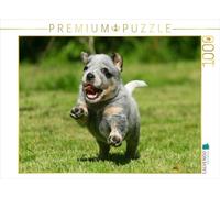 CALVENDO Puzzle Chiots Bouviers australiens 1000 Pieces 64 x 48 cm from Susan Milau