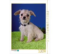 CALVENDO Puzzle Chiots Chihuahua 1000 Pieces 48 x 64 cm from WEH-zet