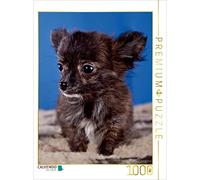 CALVENDO Puzzle Chiots Chihuahua 1000 Pieces 48 x 64 cm from WEH-zet