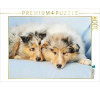 CALVENDO Puzzle Chiots Colley - Les Petits Collies conquièrent Le Monde 1000 Pieces 64 x 48 cm from Sista-Tierfoto