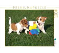CALVENDO Puzzle Chiots Jack Russell 1000 Pieces 64 x 48 cm from Berit Seiboth
