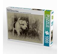 CALVENDO Puzzle Chiots Parson Jack Russell 1000 Pieces 64 x 48 cm from Sonja Teßen