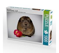 CALVENDO Puzzle Cochon d'Inde - si Mignon 1000 Pieces 64 x 48 cm from Peter Roder