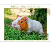 CALVENDO Puzzle Cochon d'Inde - si Mignon 1000 Pieces 64 x 48 cm from Peter Roder