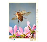 CALVENDO Puzzle Coléoptère de Juin (Amphimallon solstitiale) 1000 Pieces 48 x 64 cm from André Skonieczny