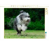 CALVENDO Puzzle Colley Barbu Courant 1000 Pieces 64 x 48 cm from Sista-Tierfoto