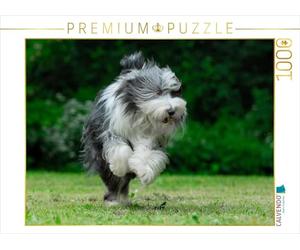 CALVENDO Puzzle Colley Barbu Courant 1000 Pieces 64 x 48 cm from Sista-Tierfoto