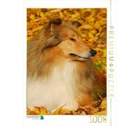 CALVENDO Puzzle Collie - Couleurs d'automne 1000 Pieces 48 x 64 cm from Sista-Tierfoto