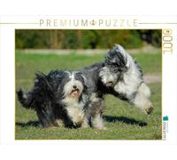 CALVENDO Puzzle Collies barbus au Jeu 1000 Pieces 64 x 48 cm from Sista-Tierfoto
