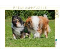 CALVENDO Puzzle Collies - S'amuser dans Le pré 1000 Pieces 64 x 48 cm from Sista-Tierfoto