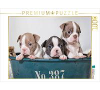 CALVENDO Puzzle Fratrie Boston Terrier colorée Lilas et Bleu / Blanc 1000 Pieces 64 x 48 cm from NiKaFotos