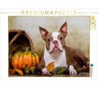 CALVENDO Puzzle Colored Boston Terrier Roxy Herbststimmung 1000 Teile Puzzle quer 1000 Pieces 64 x 48 cm from NiKaFotos
