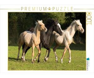 CALVENDO Puzzle Colts 1000 Pieces 64 x 48 cm from Sirius13