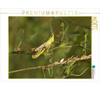 CALVENDO Puzzle Common grasshopper | 1000 pieces, finished size 25.2 × 18.9 in (