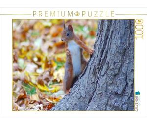 CALVENDO Puzzle Cooles Eichhörnchen 1000 Teile Puzzle quer 1000 Pieces 64 x 48 cm from Kattobello