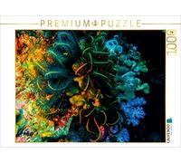 CALVENDO Puzzle Corail Dur et étoile filiforme 1000 Pieces 64 x 48 cm from Dirk Meutzner