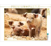 CALVENDO Puzzle Corse - Mignons cochons Sauvages 1000 Pieces 64 x 48 cm from Monika Schöb
