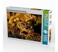 CALVENDO Puzzle Crapaud Accoucheur de Majorque (Alytes muletensis) 1000 Pieces 64 x 48 cm from Axel Hilger