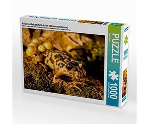 CALVENDO Puzzle Crapaud Accoucheur de Majorque (Alytes muletensis) 1000 Pieces 64 x 48 cm from Axel Hilger