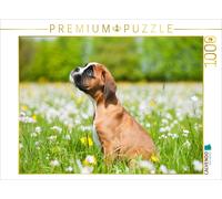 CALVENDO Puzzle Mignon Chiot Boxer 1000 Pieces 64 x 48 cm from DoraZett