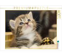 CALVENDO Puzzle Cute British Shorthair Kitten | 1000 pieces, finished size 25.2