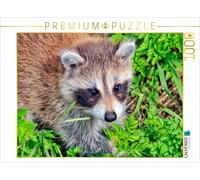 CALVENDO Puzzle Omnivore Mignon - Raton Laveur 1000 Pieces 64 x 48 cm from Peter Roder