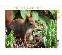 CALVENDO Puzzle Putziges Eichhörnchen 1000 Teile Puzzle quer 1000 Pieces 64 x 48 cm from SchnelleWelten