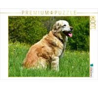 CALVENDO Puzzle Der Golden Retriever ist eine britische Hunderasse (FCI-Gruppe 8