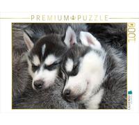 CALVENDO Puzzle des Chiots Husky sibériens dorment et rêvent d'aventures dans la Neige 1000 Pieces 64 x 48 cm from Verlag