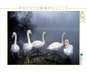 CALVENDO Puzzle des cygnes tuberculés. France 1000 Pieces 64 x 48 cm from Philippe Henry