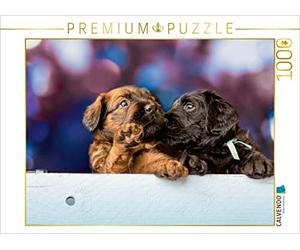 CALVENDO Puzzle Deux Chiots Briard 1000 Pieces 64 x 48 cm from Sonja Teßen