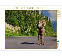 CALVENDO Puzzle Dickhornschaf am Icefields Parkway in Alberta (Kanada) 1000 Teile Puzzle quer 1000 Pieces 64 x 48 cm from Jana Thiem-Eberitsch