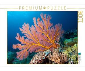 CALVENDO Puzzle Diese Fächerkoralle erglüht im Schein des Unterwasserblitz 1000 Teile Puzzle quer 1000 Pieces 64 x 48 cm from Ute Niemann