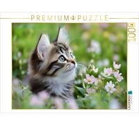 CALVENDO Puzzle Dreamy cat in the meadow | 1000 pieces, finished size 25.2 × 18.