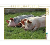 CALVENDO Puzzle Drei ruhende Weideschweine auf der Wiese | 1000 Teile Lege-Größe