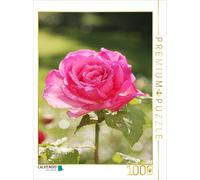 CALVENDO Puzzle Rose 'Duftrausch' après la Pluie 1000 Pieces 48 x 64 cm from Gisela Kruse