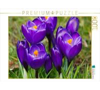 CALVENDO Puzzle Dunkel Lila Krokusse (Crocus) 1000 Teile Puzzle quer 1000 Pieces 64 x 48 cm from Kattobello