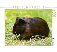 CALVENDO Puzzle Dunkles Meerschweinchen Baby 1000 Teile Puzzle quer 1000 Pieces 64 x 48 cm from Kattobello