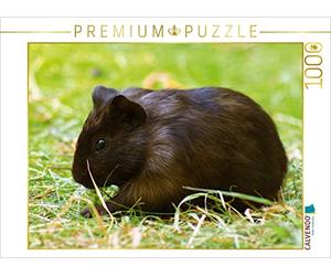 CALVENDO Puzzle Dunkles Meerschweinchen Baby 1000 Teile Puzzle quer 1000 Pieces 64 x 48 cm from Kattobello