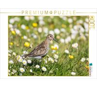 CALVENDO Puzzle Dunlin in the grass | 1000 pieces, finished size 25.2 × 18.9 in